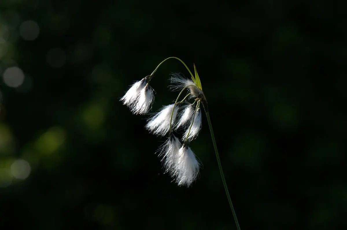 Botanischer Garten München
